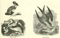Picture 10 of 14 from Grand illustrated encyclopedia of animated nature : embracing a full description of the different races of men, and of the characteristic habits and modes of life of the various beasts, birds, fishes, insects, reptiles, and microscopic animalcula of the globe : being a complete history of the animal kingdom (1855), leaf 309
