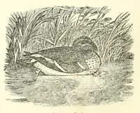Picture 11 of 14 from Grand illustrated encyclopedia of animated nature : embracing a full description of the different races of men, and of the characteristic habits and modes of life of the various beasts, birds, fishes, insects, reptiles, and microscopic animalcula of the globe : being a complete history of the animal kingdom (1855), leaf 327