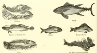 An illustration from Grand illustrated encyclopedia of animated nature : embracing a full description of the different races of men, and of the characteristic habits and modes of life of the various beasts, birds, fishes, insects, reptiles, and microscopic animalcula of the globe : being a complete history of the animal kingdom (1855)