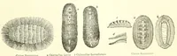 Picture 14 of 14 from Grand illustrated encyclopedia of animated nature : embracing a full description of the different races of men, and of the characteristic habits and modes of life of the various beasts, birds, fishes, insects, reptiles, and microscopic animalcula of the globe : being a complete history of the animal kingdom (1855), leaf 389
