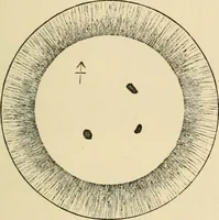 An illustration from Grave-mounds and their contents; a manual of archaeology, as exemplified in the burials of the Celtic, the Romano-British, and the Anglo-Saxon periods (1870)