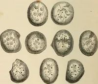 An illustration from Grave-mounds and their contents; a manual of archaeology, as exemplified in the burials of the Celtic, the Romano-British, and the Anglo-Saxon periods (1870)