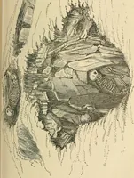 An illustration from Grave-mounds and their contents; a manual of archaeology, as exemplified in the burials of the Celtic, the Romano-British, and the Anglo-Saxon periods (1870)