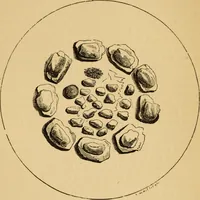 Picture 60 of 353 from Grave-mounds and their contents; a manual of archaeology, as exemplified in the burials of the Celtic, the Romano-British, and the Anglo-Saxon periods (1870), leaf 102