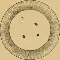 An illustration from Grave-mounds and their contents; a manual of archaeology, as exemplified in the burials of the Celtic, the Romano-British, and the Anglo-Saxon periods (1870)