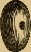 An illustration from Grave-mounds and their contents; a manual of archaeology, as exemplified in the burials of the Celtic, the Romano-British, and the Anglo-Saxon periods (1870)