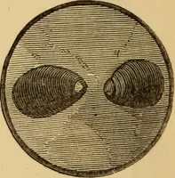 An illustration from Grave-mounds and their contents; a manual of archaeology, as exemplified in the burials of the Celtic, the Romano-British, and the Anglo-Saxon periods (1870)