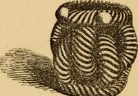 Picture 225 of 353 from Grave-mounds and their contents; a manual of archaeology, as exemplified in the burials of the Celtic, the Romano-British, and the Anglo-Saxon periods (1870), leaf 216