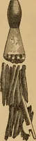 Picture 346 of 353 from Grave-mounds and their contents; a manual of archaeology, as exemplified in the burials of the Celtic, the Romano-British, and the Anglo-Saxon periods (1870), leaf 320