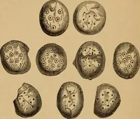 An illustration from Grave-mounds and their contents; a manual of archaeology, as exemplified in the burials of the Celtic, the Romano-British, and the Anglo-Saxon periods (1870)