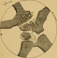 An illustration from Grave-mounds and their contents; a manual of archaeology, as exemplified in the burials of the Celtic, the Romano-British, and the Anglo-Saxon periods (1870)
