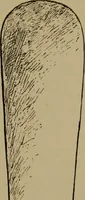 An illustration from Great Benin; its customs, art and horrors (1903)
