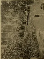An illustration from Great Benin; its customs, art and horrors (1903)