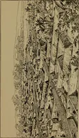 An illustration from Great Benin; its customs, art and horrors (1903)