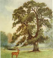 An illustration from The greater abbeys of England (1908)