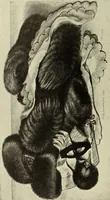 Picture 90 of 220 from The great painter-etchers from Rembrandt to Whistler (1914), leaf 159