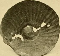 Picture 253 of 414 from Greek, Etruscan and Roman bronzes (1915), leaf 266