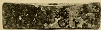 An illustration from Greek, Etruscan and Roman bronzes (1915)