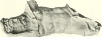 An illustration from Greek moulds (1903)