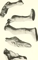 An illustration from Greek moulds (1903)