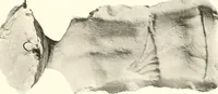 An illustration from Greek moulds (1903)