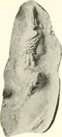 An illustration from Greek moulds (1903)