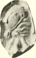 An illustration from Greek moulds (1903)
