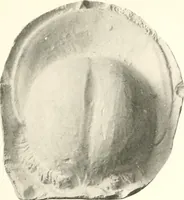 An illustration from Greek moulds (1903)