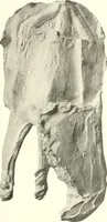 An illustration from Greek moulds (1903)