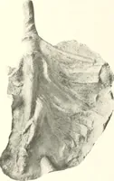 An illustration from Greek moulds (1903)