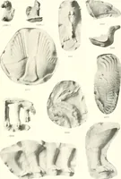 An illustration from Greek moulds (1903)