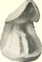An illustration from Greek moulds (1903)
