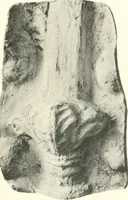 An illustration from Greek moulds (1903)