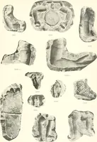 An illustration from Greek moulds (1903)