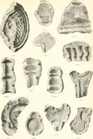 An illustration from Greek moulds (1903)
