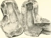 An illustration from Greek moulds (1903)