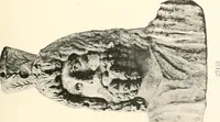 An illustration from Greek sculpture (1903)