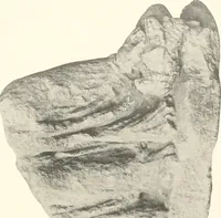 Picture 28 of 113 from Greek sculpture (1903), leaf 122