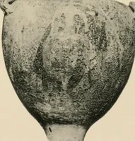 An illustration from Greek vases (1911)
