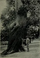 An illustration from Greenwich Park: its history and associations (1902)