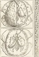 An illustration from Isagogae breues, p[er]lucidȩ ac uberrimȩ, in anatomiã humani corporis a cõmuni medicorũ academia usitatã (1523)