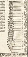 An illustration from Isagogae breues, p[er]lucidȩ ac uberrimȩ, in anatomiã humani corporis a cõmuni medicorũ academia usitatã (1523)