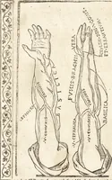 An illustration from Isagogae breues, p[er]lucidȩ ac uberrimȩ, in anatomiã humani corporis a cõmuni medicorũ academia usitatã (1523)