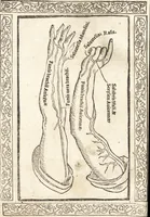 An illustration from Isagogae breues, p[er]lucidȩ ac uberrimȩ, in anatomiã humani corporis a cõmuni medicorũ academia usitatã (1523)
