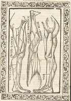 An illustration from Isagogae breues, p[er]lucidȩ ac uberrimȩ, in anatomiã humani corporis a cõmuni medicorũ academia usitatã (1523)