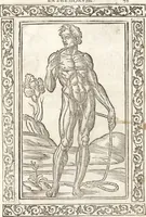 An illustration from Isagogae breues, p[er]lucidȩ ac uberrimȩ, in anatomiã humani corporis a cõmuni medicorũ academia usitatã (1523)