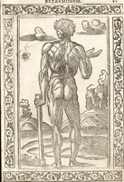 An illustration from Isagogae breues, p[er]lucidȩ ac uberrimȩ, in anatomiã humani corporis a cõmuni medicorũ academia usitatã (1523)