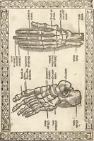 An illustration from Isagogae breues, p[er]lucidȩ ac uberrimȩ, in anatomiã humani corporis a cõmuni medicorũ academia usitatã (1523)