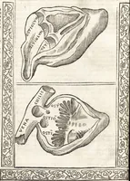 An illustration from Isagogae breues, p[er]lucidȩ ac uberrimȩ, in anatomiã humani corporis a cõmuni medicorũ academia usitatã (1523)