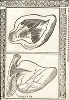 An illustration from Isagogae breues, p[er]lucidȩ ac uberrimȩ, in anatomiã humani corporis a cõmuni medicorũ academia usitatã (1523)
